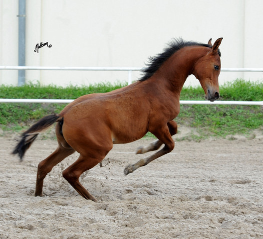 The 2011 Polish National Championships & Pride of Poland Sale