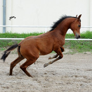 The 2011 Polish National Championships & Pride of Poland Sale