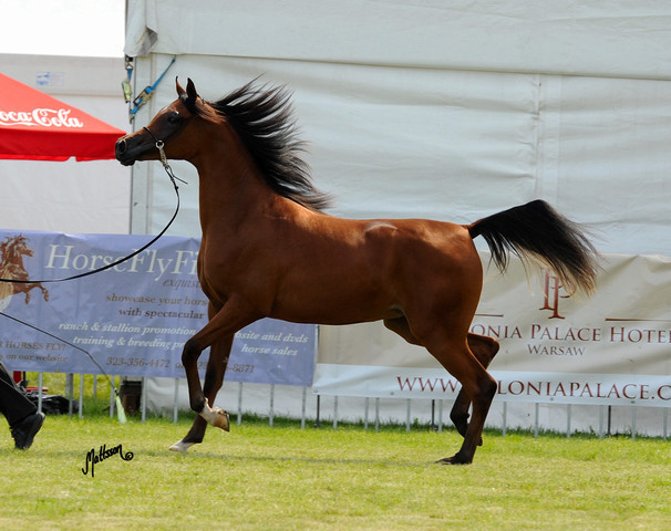 The 2011 Polish National Championships & Pride of Poland Sale