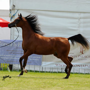 The 2011 Polish National Championships & Pride of Poland Sale