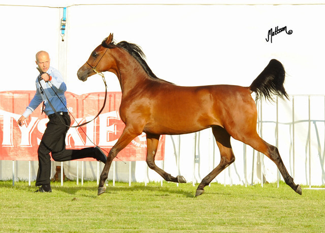 The 2011 Polish National Championships & Pride of Poland Sale