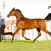 The 2011 Polish National Championships & Pride of Poland Sale