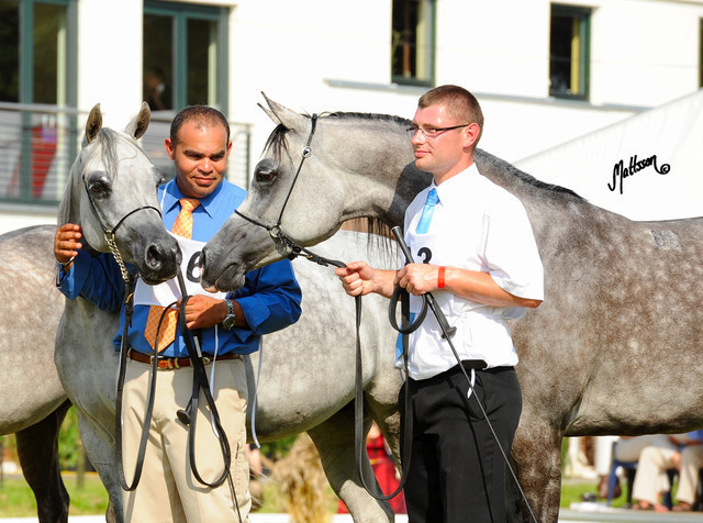 The 2011 Polish National Championships & Pride of Poland Sale