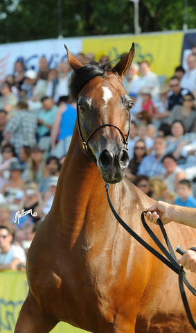 The 2011 Polish National Championships & Pride of Poland Sale