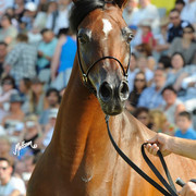 The 2011 Polish National Championships & Pride of Poland Sale