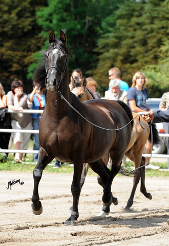 The 2011 Polish National Championships & Pride of Poland Sale