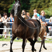 The 2011 Polish National Championships & Pride of Poland Sale