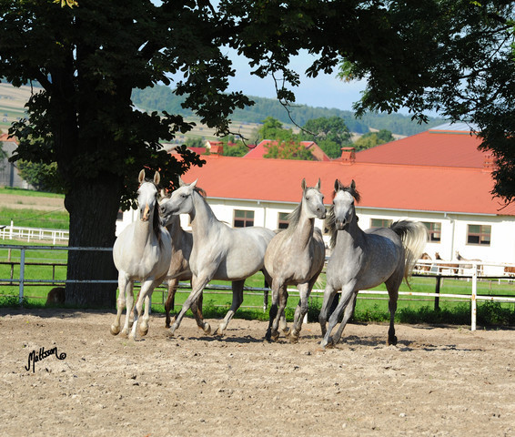 The 2011 Polish National Championships & Pride of Poland Sale