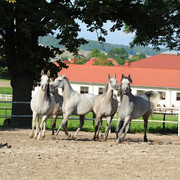 The 2011 Polish National Championships & Pride of Poland Sale