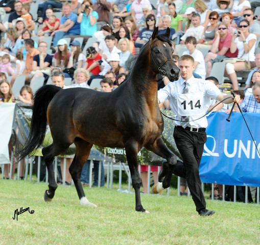 The 2011 Polish National Championships & Pride of Poland Sale