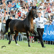 The 2011 Polish National Championships & Pride of Poland Sale