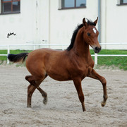 The 2011 Polish National Championships & Pride of Poland Sale