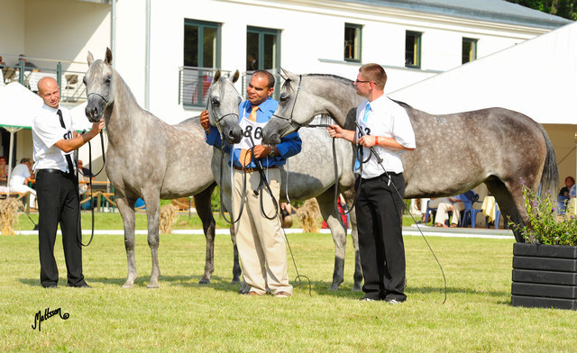 The 2011 Polish National Championships & Pride of Poland Sale