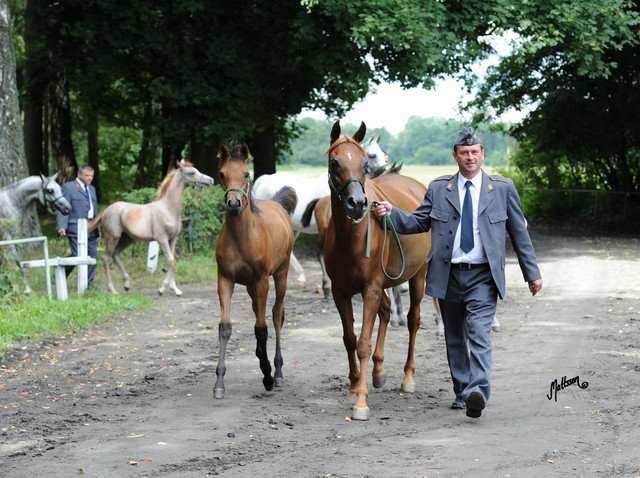 The 2011 Polish National Championships & Pride of Poland Sale