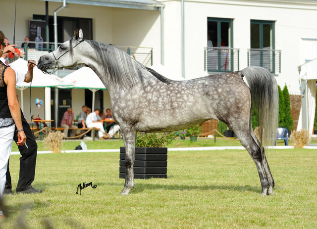 The 2011 Polish National Championships & Pride of Poland Sale