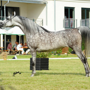 The 2011 Polish National Championships & Pride of Poland Sale