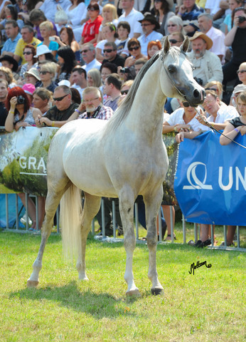 The 2011 Polish National Championships & Pride of Poland Sale