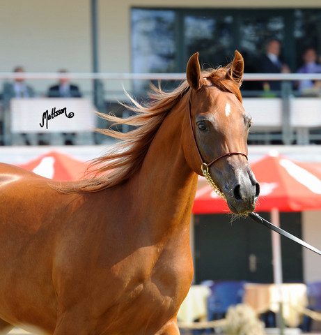 The 2011 Polish National Championships & Pride of Poland Sale