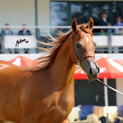 The 2011 Polish National Championships & Pride of Poland Sale