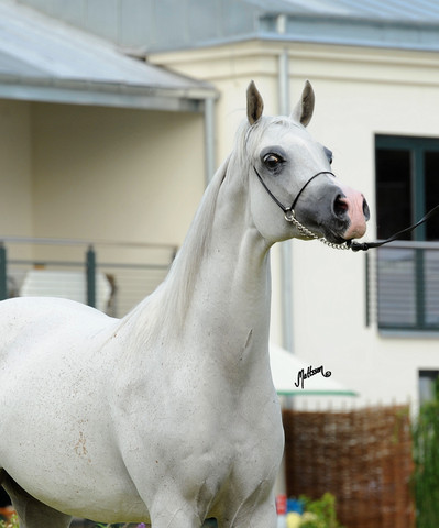 The 2011 Polish National Championships & Pride of Poland Sale