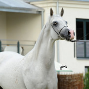 The 2011 Polish National Championships & Pride of Poland Sale