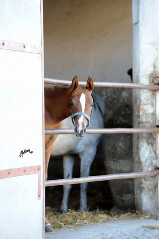 The 2011 Polish National Championships & Pride of Poland Sale