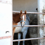The 2011 Polish National Championships & Pride of Poland Sale