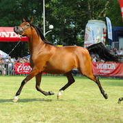 The 2011 Polish National Championships & Pride of Poland Sale