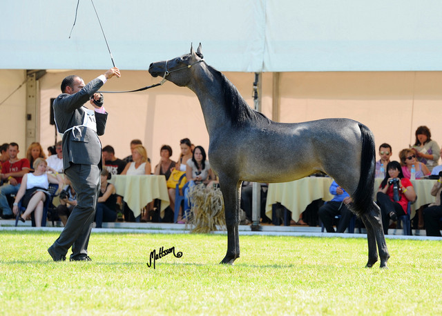 The 2011 Polish National Championships & Pride of Poland Sale