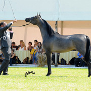 The 2011 Polish National Championships & Pride of Poland Sale