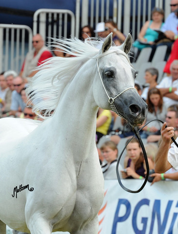 The 2011 Polish National Championships & Pride of Poland Sale