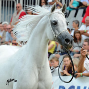 The 2011 Polish National Championships & Pride of Poland Sale