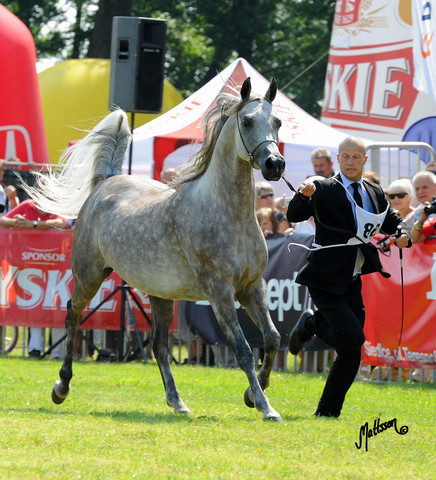 The 2011 Polish National Championships & Pride of Poland Sale