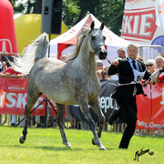 The 2011 Polish National Championships & Pride of Poland Sale