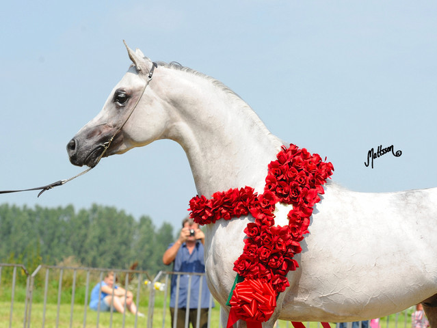 The 2011 Polish National Championships & Pride of Poland Sale