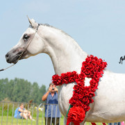 The 2011 Polish National Championships & Pride of Poland Sale