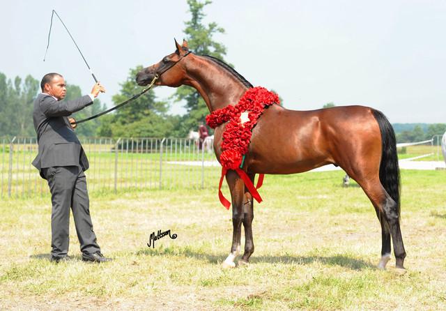 The 2011 Polish National Championships & Pride of Poland Sale