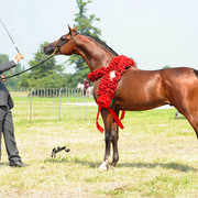 The 2011 Polish National Championships & Pride of Poland Sale
