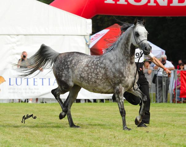 The 2011 Polish National Championships & Pride of Poland Sale