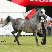The 2011 Polish National Championships & Pride of Poland Sale