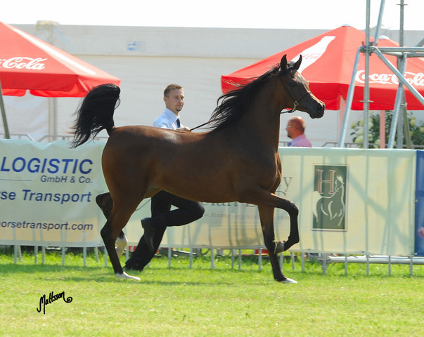 The 2011 Polish National Championships & Pride of Poland Sale