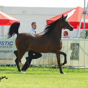 The 2011 Polish National Championships & Pride of Poland Sale
