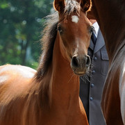 The 2011 Polish National Championships & Pride of Poland Sale