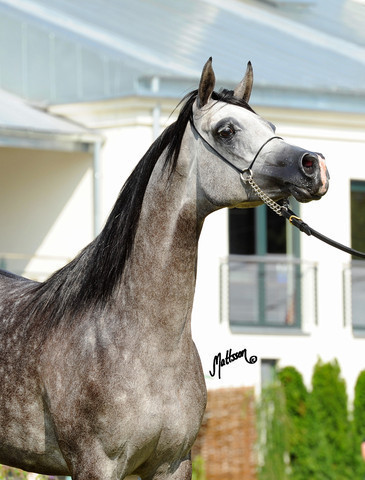 The 2011 Polish National Championships & Pride of Poland Sale