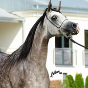 The 2011 Polish National Championships & Pride of Poland Sale