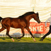 The 2011 Polish National Championships & Pride of Poland Sale