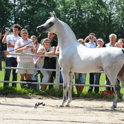 The 2011 Polish National Championships & Pride of Poland Sale