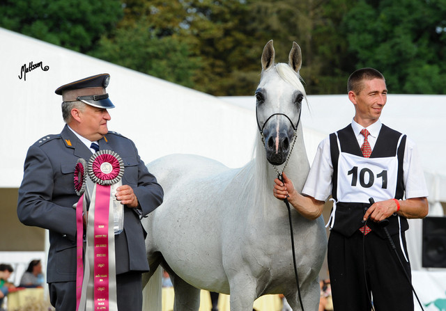 The 2011 Polish National Championships & Pride of Poland Sale