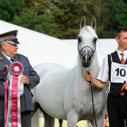 The 2011 Polish National Championships & Pride of Poland Sale