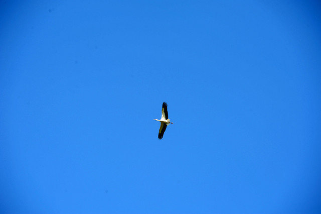 The 2011 Polish National Championships & Pride of Poland Sale